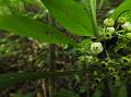 Tapering-Leaf Mycetia